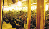 Marijuana Grow Op in Basement